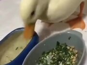 Duck Hates Dry Food!