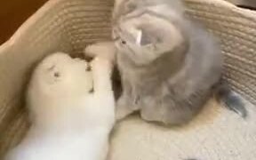 Kittens Are The Path To Happiness - Animals - VIDEOTIME.COM