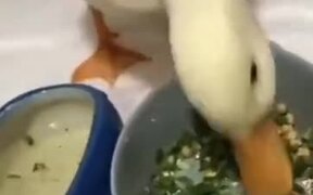 Duck Hates Dry Food! - Animals - VIDEOTIME.COM