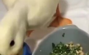 Duck Hates Dry Food! - Animals - VIDEOTIME.COM