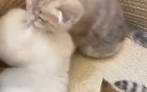 Kittens Are The Path To Happiness - Animals - VIDEOTIME.COM