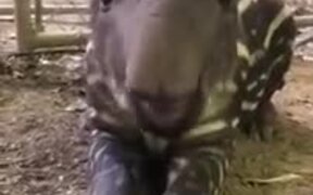 Ever Seen A Baby Tapir Eat?