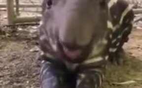 Ever Seen A Baby Tapir Eat?