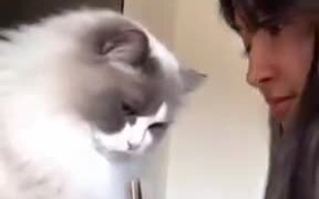 When Your Cat Doesn't Like You - Animals - VIDEOTIME.COM