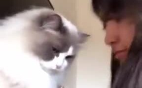 When Your Cat Doesn't Like You - Animals - VIDEOTIME.COM