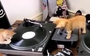Kittens Learning To Deejay - Animals - VIDEOTIME.COM