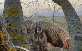 When You Invade The Privacy Of An Owl