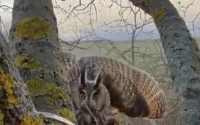 When You Invade The Privacy Of An Owl - Animals - VIDEOTIME.COM