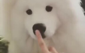 Doggo With A Flexible Nose