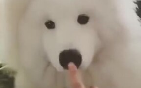 Doggo With A Flexible Nose