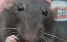 The Cutest Rat You Will Ever See - Animals - VIDEOTIME.COM