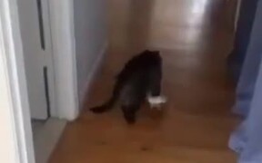 Cat Loves To Wear A Shoe - Animals - VIDEOTIME.COM