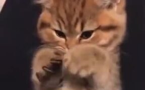 A Bored Cat In Quarantine - Animals - VIDEOTIME.COM