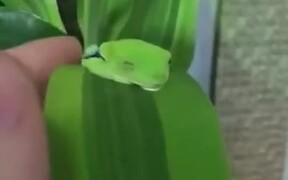 Waking Up A Beautiful Frog - Animals - VIDEOTIME.COM