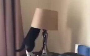 Curious Cat Versus Lamp - Animals - VIDEOTIME.COM