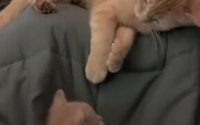 Cat Mum Playing With Her Kitten