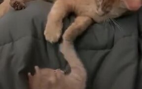 Cat Mum Playing With Her Kitten - Animals - VIDEOTIME.COM