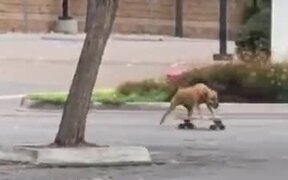 Dog Skateboarding With His Human - Animals - VIDEOTIME.COM