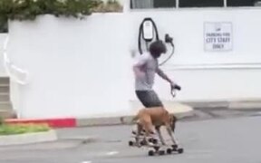 Dog Skateboarding With His Human