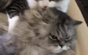 Mean Cat Biting Friend