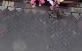Unexpected Monkey Attack