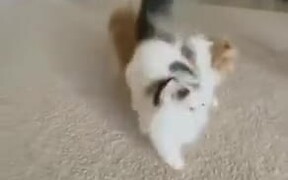 Two Furry Cats Leaping Over Each Other - Animals - VIDEOTIME.COM