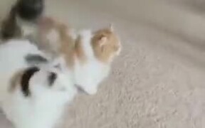 Two Furry Cats Leaping Over Each Other
