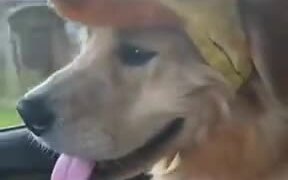 A Duck Hat For A Good Boy - Animals - VIDEOTIME.COM