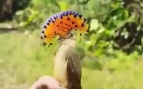 Royal Flycatcher Caught In Human Hand - Animals - VIDEOTIME.COM