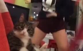 That Expression The Cat Gave