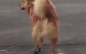 Dog Does Not Like Running Shoes - Animals - VIDEOTIME.COM