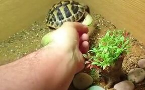 Food Can Break The Sleep Of Tortoise - Animals - VIDEOTIME.COM