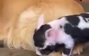 Piglet Has A Dog Guardian