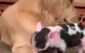 Piglet Has A Dog Guardian - Animals - VIDEOTIME.COM