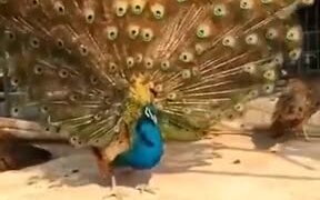 Peacock Displaying Majestic Feathers - Animals - VIDEOTIME.COM