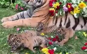 Cute Side Of A Tiger
