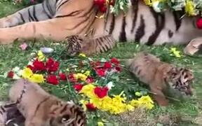 Cute Side Of A Tiger