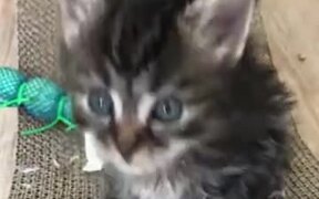 Kitten Communicating With Another Kitten - Animals - VIDEOTIME.COM