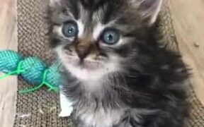Kitten Communicating With Another Kitten