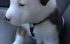 Puppy Getting Cute Hiccups