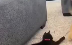Dog And Cat Playing Together