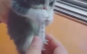 A Very Hungry Kitten