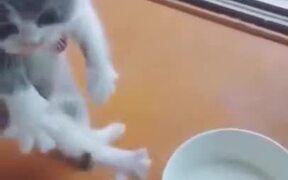 A Very Hungry Kitten
