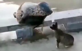 Cat Mercilessly Slapping A Seal
