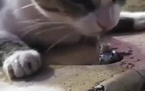 Man Helping Cat On A Drinking Fountain - Animals - VIDEOTIME.COM