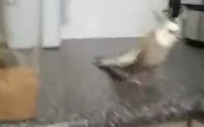 Cockatoo Loves To Drop Things On The Ground