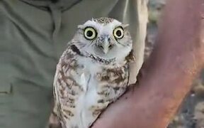 The Head Rotation Of An Owl