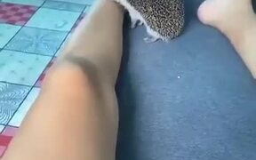 Bored Hedgehog Biting Human