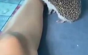 Bored Hedgehog Biting Human - Animals - VIDEOTIME.COM