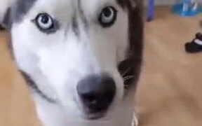 Husky Being Conditioned